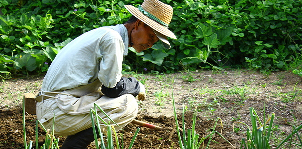 爽緑農園の栽培の様子